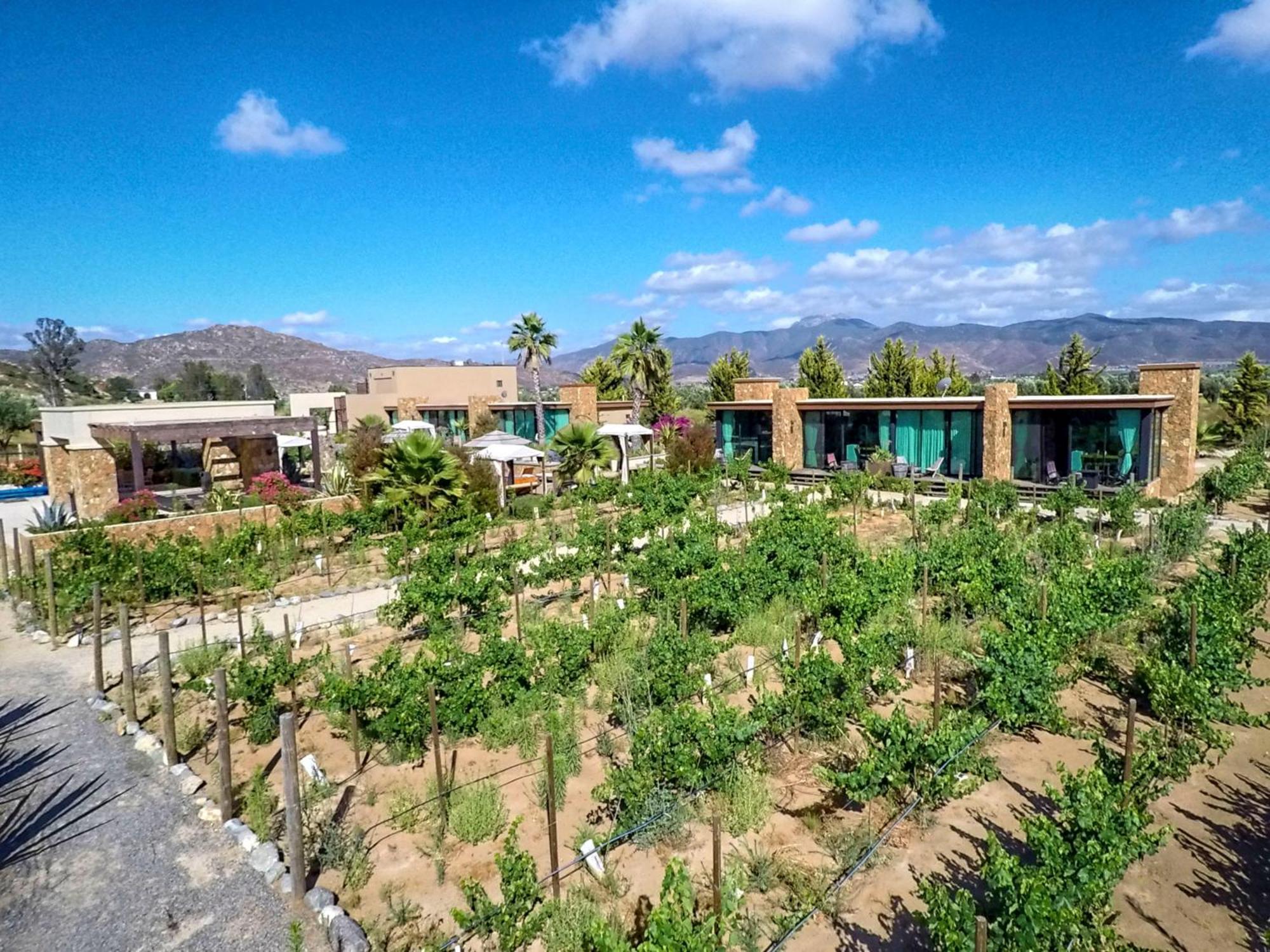 Entre Vinedos By Hotel Boutique Valle De Guadalupe Bagian luar foto